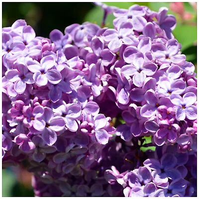 £8.99 • Buy Branched Lilac Tree 40-60cm Tall Shrub, Fragant Purple Flowers, Syringa Vulgaris