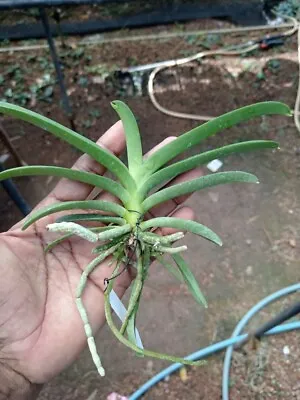 Rare 20 Colours Genuine Thai Hybrid Vanda Orchid Bare Root Healthy Plants Limit • £19.95