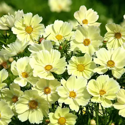 Cosmos Bipinnatus Sunset Yellow 40 Seeds +FREE PLANT REUSABLE PLANT LABEL • £0.99