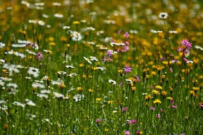 Wild Flower Mix Grass Seeds Meadow Poppy Sandy Soil Insects Garden Cottage Yard • £2.99