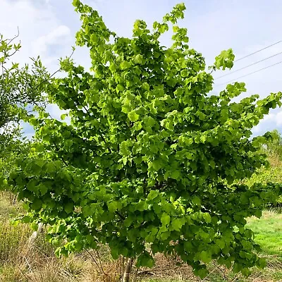 £23.95 • Buy Hazel Tree (Corylus Avellana) In A 2ltr Pot Peat Free - Grown By Cotswold Trees