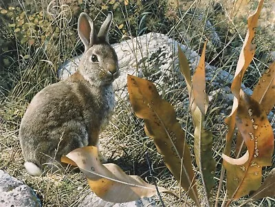 Carl BRENDERS Whispers Cottontail Haven Limited Edition CANVAS SIGNED Art Rabbit • $125