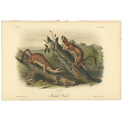 Audubon Quadrupeds Octavo Bowen 1849 H/c Litho Pl 60 Bridled Weasel • $74.10