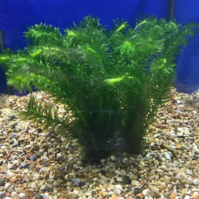 £2.49 • Buy ✅ Elodea Densa 5-500 Oxygenating Pond / Tropical Aquarium Live Plants ROOT TABS✅