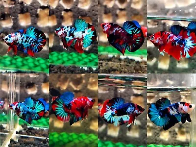 *HMPK Koi Galaxy * Live Betta Fish High Quality HMPK Male - Random Pick • $99.94