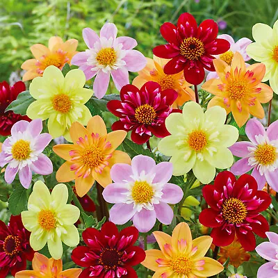 Garden State Bulb Topmix Single Mix Dahlia Flower Bulbs Bare Roots Spring • $24