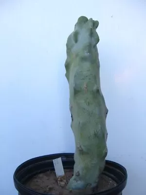 Slender Totem Pole Cactus Pachycereus Schottii Mieckleyanus  #2406 - 10  Tall • $9