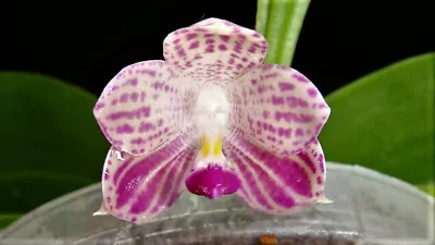 Phalaenopsis Javanica Orchid Mounted • $41.65