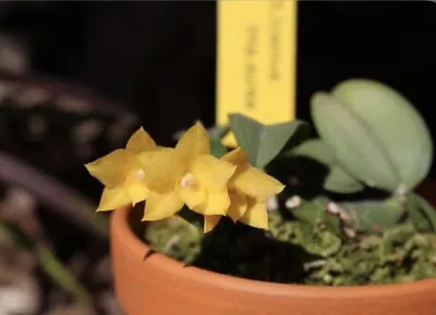 $45 • Buy C. Cernua F. Aurea ‘Yellow’ X Sib Species
