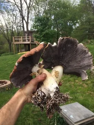 Garden Giant Mushroom Spawn • $30