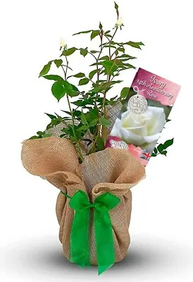 £27.99 • Buy Ivory Wedding Gift Rose - 14th Anniversary Gift - Gift Wrapped With Huge Bow