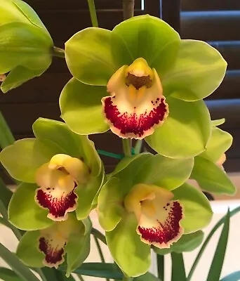 $40 • Buy Cymbidium Orchid - Granny Smith 'Tee Pee' - Near Flowering Size Plant