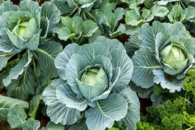 250 All Seasons Cabbage Seeds  Tracking On All Orders Over $16 • $2.19