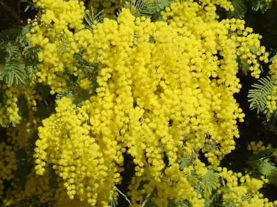 Acacia Dealbata Tree Shrub 20 Seeds Silver Wattle Mimosa Fragrant Bush • $3.99