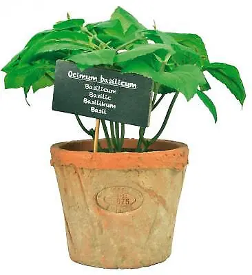 Fallen Fruits Artificial Basil In Terracotta Pot (Size L) • £12.57