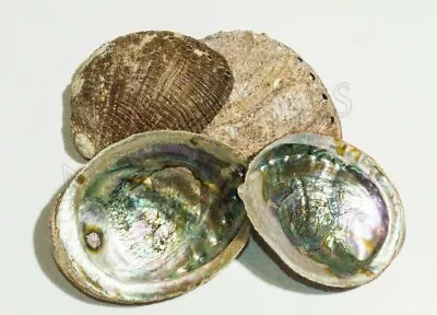 Green Abalone Natural Sea Shell One Side Polished Beach Craft 5 -6 (4 Pcs)#JC-17 • $42.99