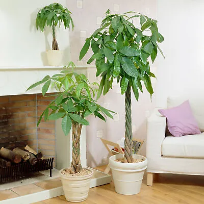 Pachira Aquatica Money Tree Evergreen Indoor House Plant For Home Office In Pot • £16.99