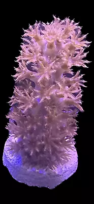 Live Soft Coral Knobby Sea Fingers 1  • $10