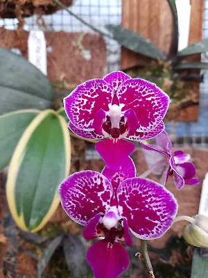 $75 • Buy FPOrchids Phalaenopsis Chia E Yenlin - Variegated - Mounted