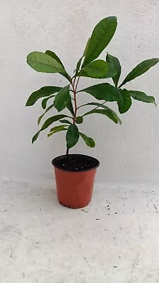 Miracle Fruit Plant Synsepalum Dulcificum  (18 Month Seedlings) • $39.95