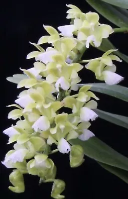 Aer. Houlletiana Alba Seedling  Fragrant  Exact Plant ￼Vanda Orchids • $20