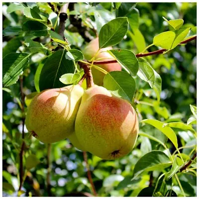 Beurre Hardy Pear Tree 4-5ft Tall Ready To Fruit Distinctive Flavour • £24.99