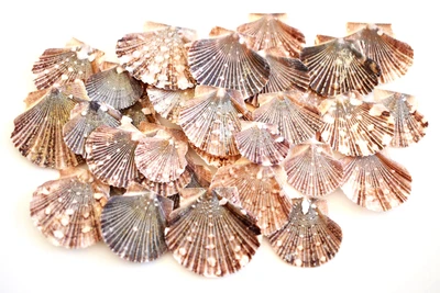 $5.84 • Buy 50 Baby Flat Scallops 1-1 1/2  Beach Wedding & Crafts Nautical Decor Coastal 