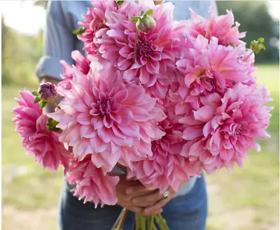 1 Dahlia 'OTTOS'S THRILL' Tuber - Giant Pink Dinner Plate Flowering Dinnerplate • £6.99