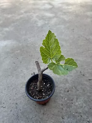 Fig Fruit Tree 8” With Pot Live Plant Ready To Plant • $25.99
