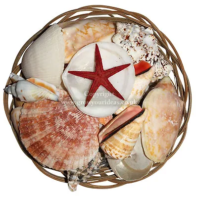 Mixed Sea Shells Aquarium Wedding Decoration Or Crafts In 15 Cm Basket • £3.49