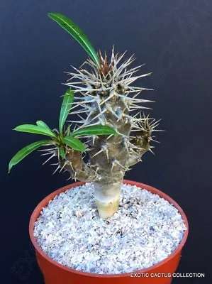 PACHYPODIUM LAMEREI MULTIHEAD Rare Madagascar Palm Cactus Caudex Plant 4  Pot • $39.99