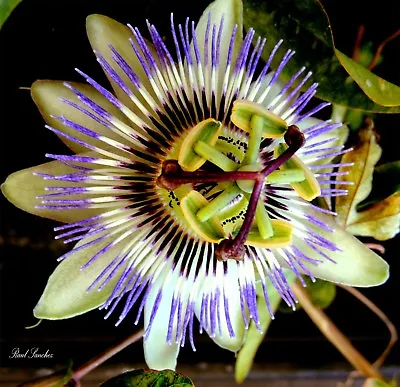 £2.59 • Buy Passiflora Incarnata Passion Flower - Purple - Viable Seeds UK Stock