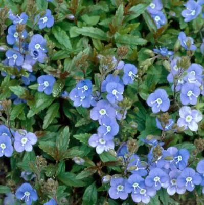 £10.40 • Buy Veronica Georgia Blue 1 X  13cm Pot Hardy Perennial