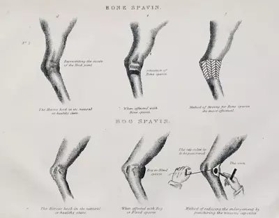 Horse's Bone Spavin - Print C1870 • £7.45