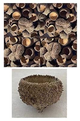 Real Acorns Caps Shells 3/4”- 1” Natural Outdoor Crafts NO BUGS 100-Piece Bulk • $12.88