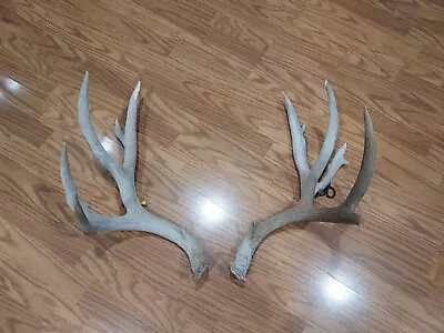 Mule Deer Antlers. Deer Sheds. Elk Antlers. Taxidermy. Crafts. Deer Antlers.  • $200