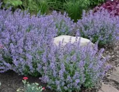 Grey Catmint X 1 Plug Plants Herb Nepeta Mussinii Perennial Lavender Blue Flower • £5.25