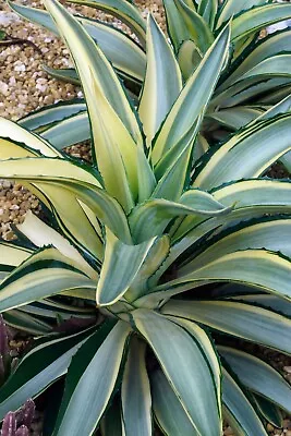 Agave Joe Hoak Is A Drought-Tolerant Plant That Prefers Full Sun • $32.90