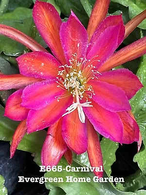 Rooted Epiphyllum Orchid Cactus “Carnival” Growing In 4” Starter Pot. • $25