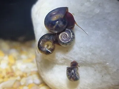 £5 • Buy 5 Ramshorn Baby Snails Clean Up Crew, Algae Eaters,Pond,Aquarium Pink Blue Brown