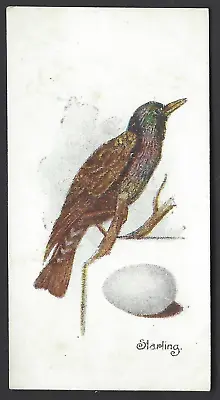 Lambert & Butler - Birds And Eggs - #40 Starling • £5.25