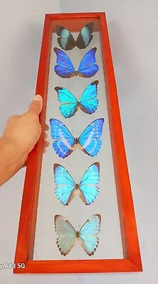 Real Butterflies Framed Special Collection Blue Morphos Double Glass 23.5 X6  • $199.99