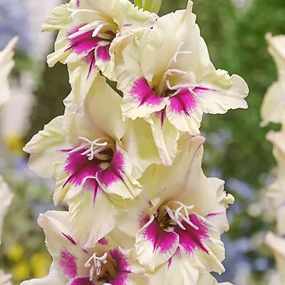 Sword Lily~amber Mistique~gladiolus Flower Bulbs~plants Grow Up To 50  Tall • $2.99