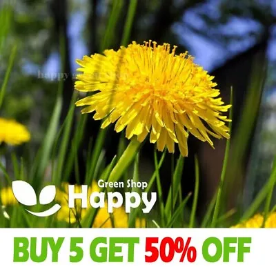 DANDELION - 2000 SEEDS - Taraxacum Officinale - Wildflower Seeds - Tortoise Food • £2.99