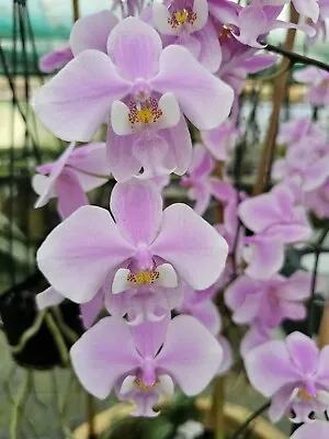 Orchid - Phalaenopsis Schilleriana  • $28