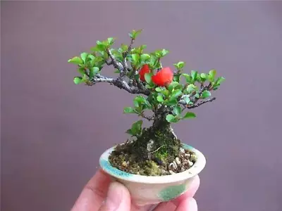 Chaenomeles Japonica (Japanese Quince Tree) - 5 Seeds | Garden Bonsai Flowers UK • £3.99