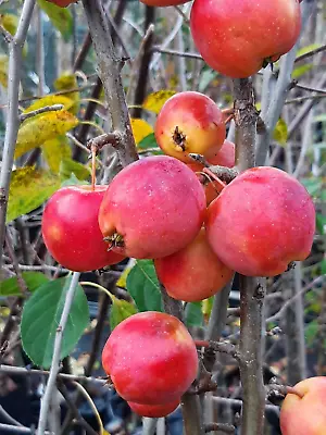 Malus Jelly King Bare Root Crab Apple Tree 120-150cm Plant • £24.99