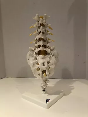 3B Scientific Anatomical Model Anatomy Lumbar Human Spinal Column Model • $44