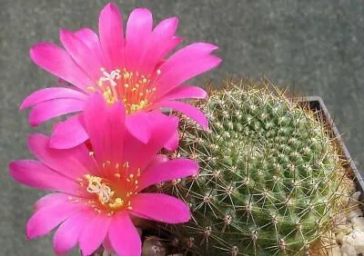 Rebutia Violaciflora ~ Stunning Pink Flowers ~ Crown Cactus Rare 10 Seeds ~ • $6.45