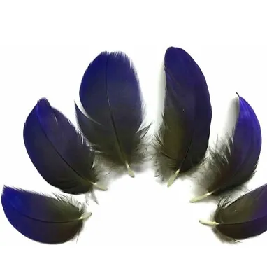 Hyacinth Macaw Blue Naturally Molted Exotic Bird Feathers 33 Pieces 2-3” • $120